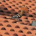 IMG_5457 Hoopoe.JPG